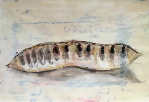 An acrylic painting focusing on the organic form of a bean.