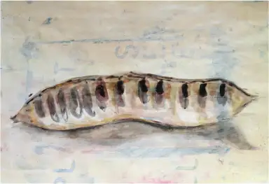 An acrylic painting focusing on the organic form of a bean.