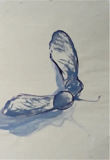 An ink drawing capturing the floating movement of maple seeds.