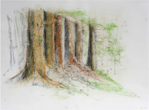 A drawing of tree trunks in sequence using pencil and pastel chalk.